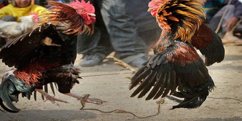 Bí quyết hữu ích khi tham gia đá gà online